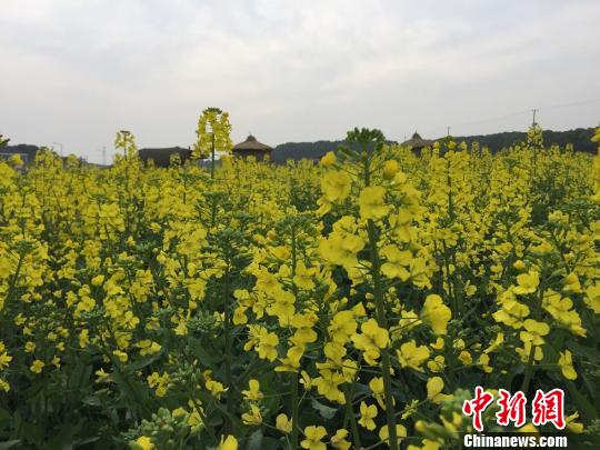 金黄色的油菜花田将周庄环抱其中,美不胜收。 黄莹 摄 金黄色的油菜花田将周庄环抱其中,美不胜收。 黄莹 摄